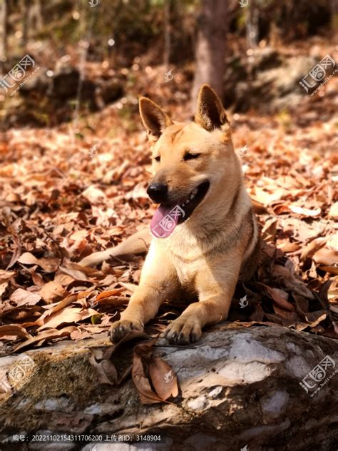 家犬|中华田园犬